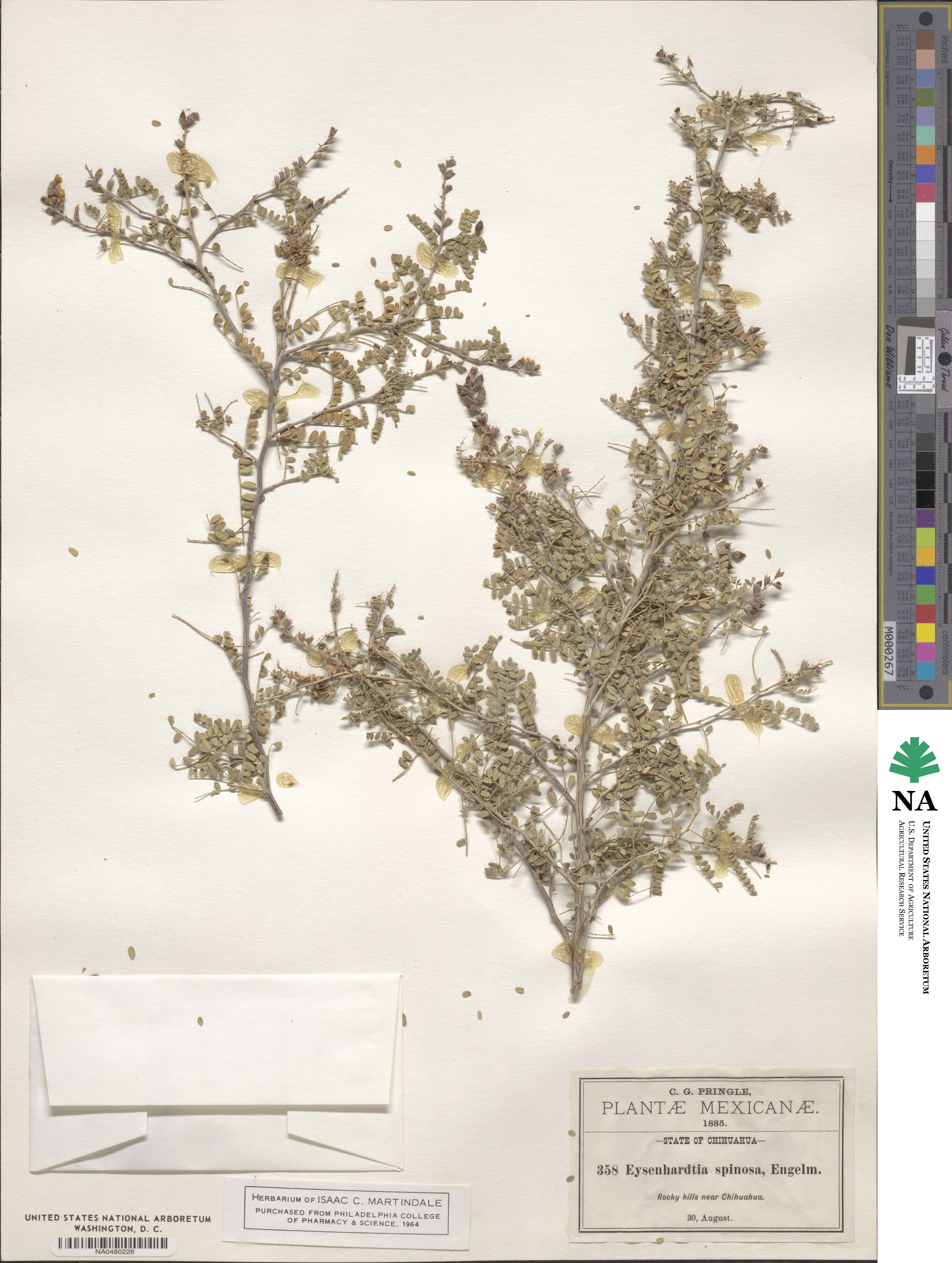 Eysenhardtia spinosa image