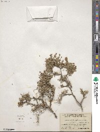 Eysenhardtia spinosa image