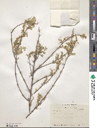 Eysenhardtia texana image