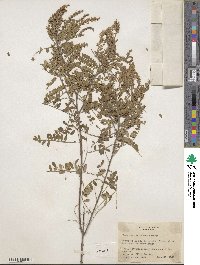 Eysenhardtia texana image