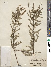 Eysenhardtia texana image