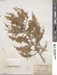 Eysenhardtia texana image