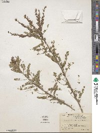 Eysenhardtia texana image