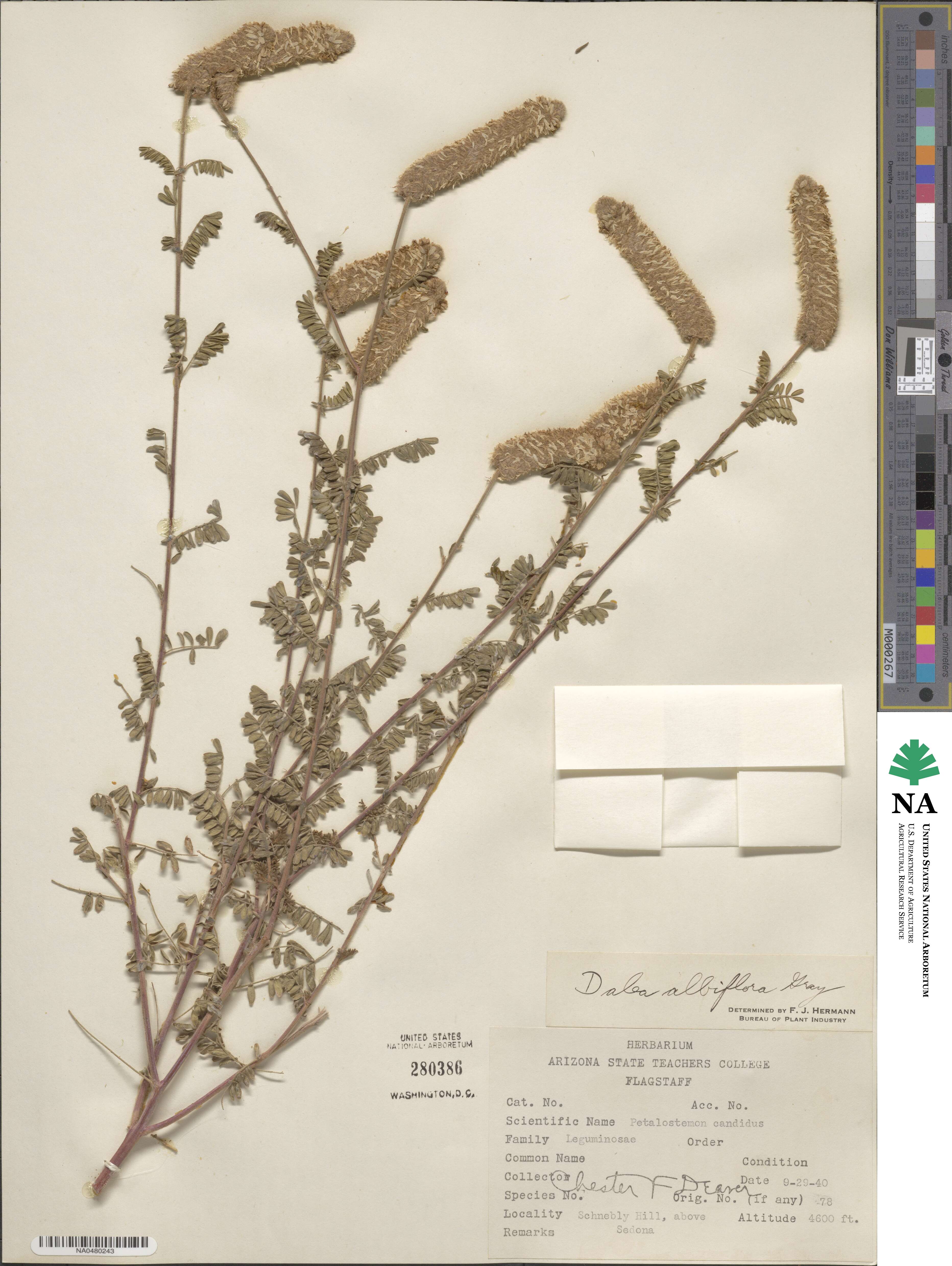 Dalea albiflora image