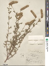 Dalea albiflora image