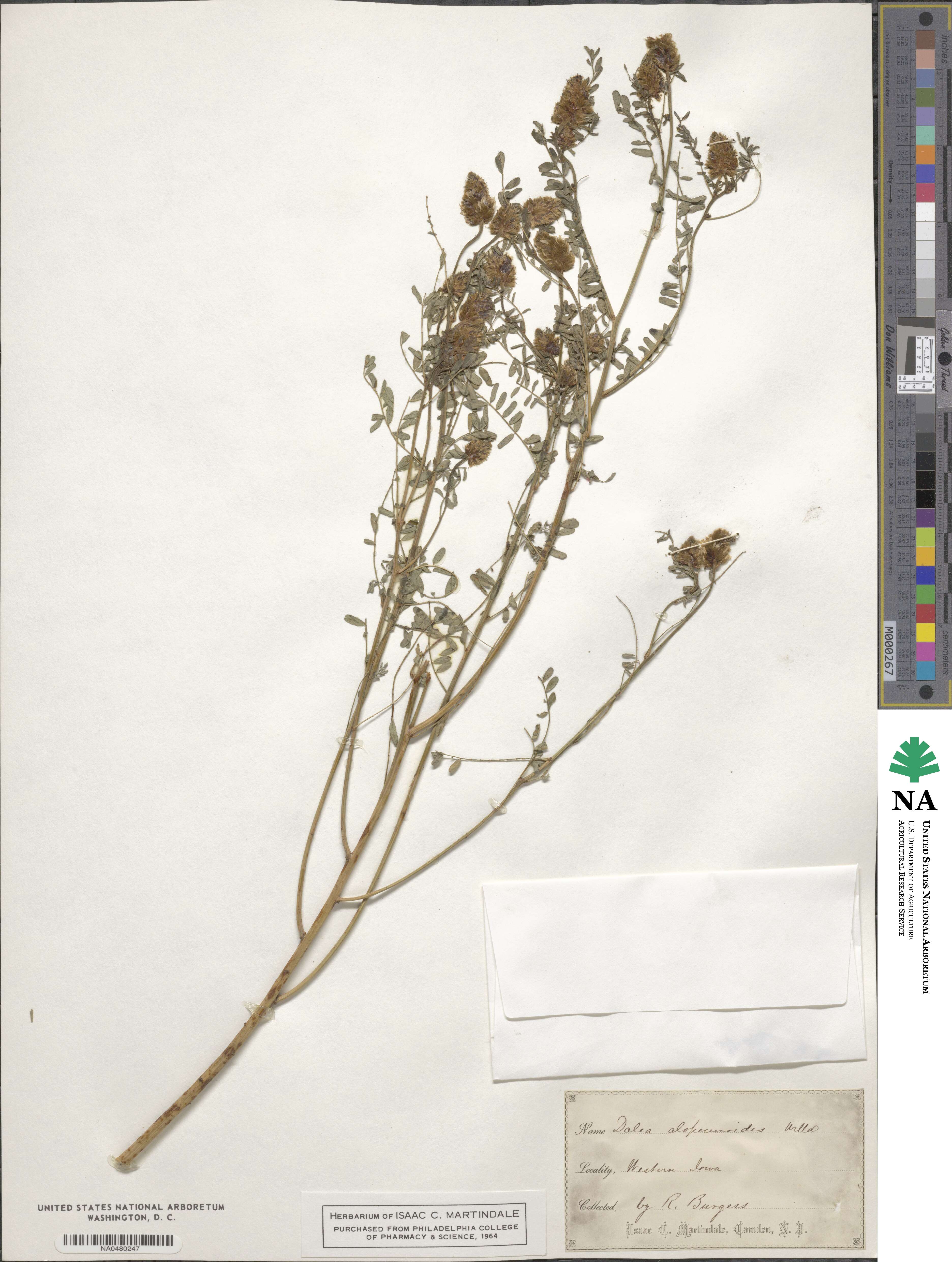 Dalea leporina image