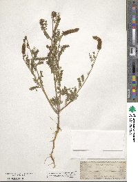 Dalea leporina image