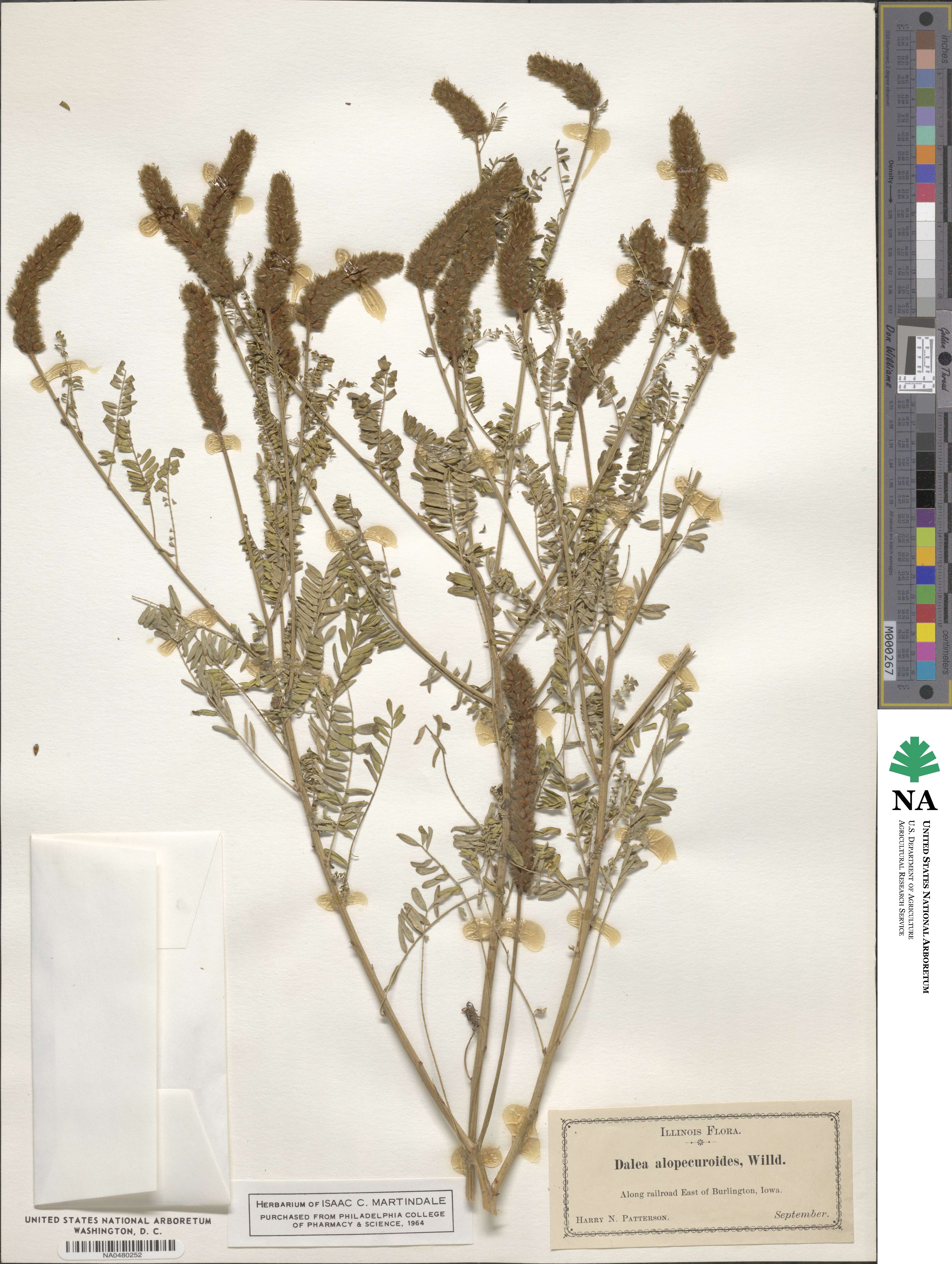 Dalea leporina image
