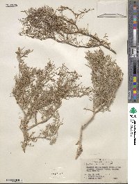 Psorothamnus arborescens image