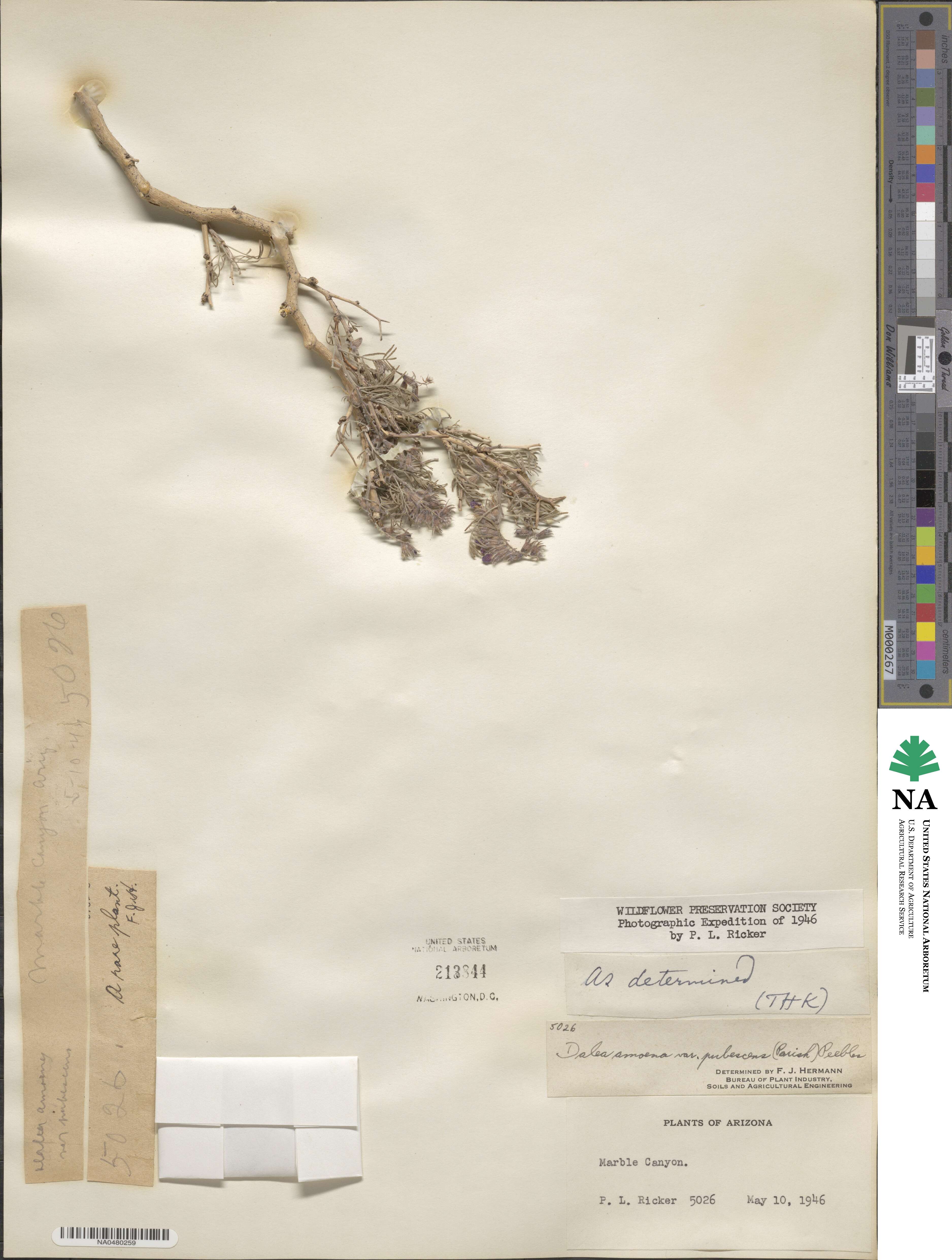 Psorothamnus arborescens var. pubescens image