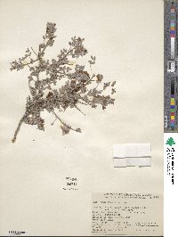 Psorothamnus arborescens image