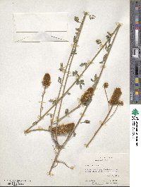 Dalea aurea image