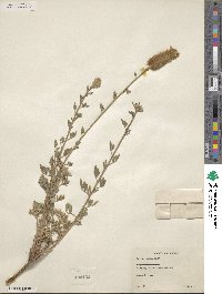 Dalea aurea image