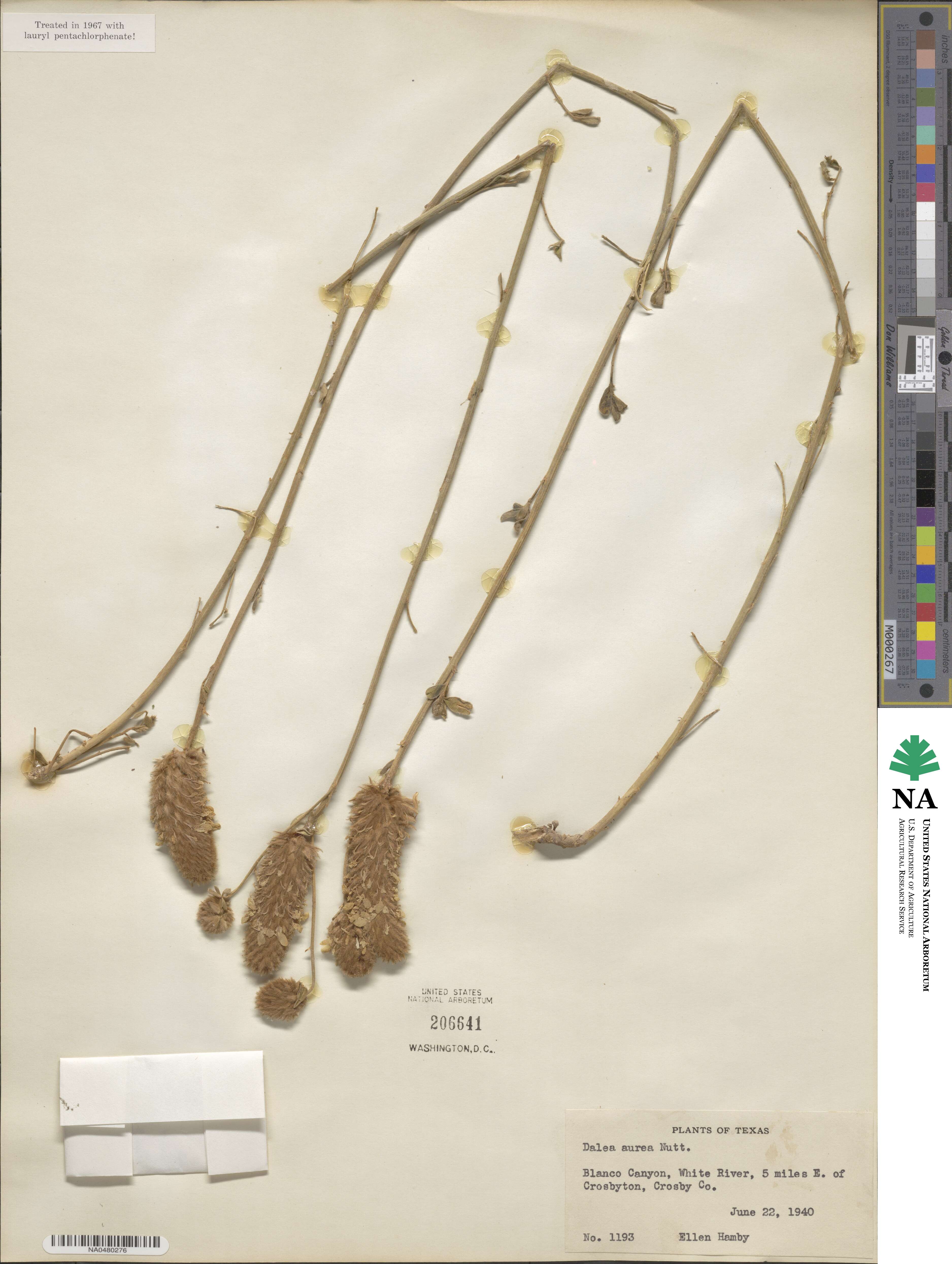 Dalea aurea image