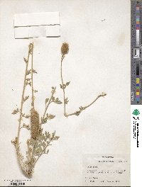 Dalea aurea image