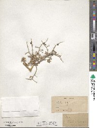 Psorothamnus arborescens image