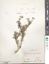 Psorothamnus arborescens var. californicus image