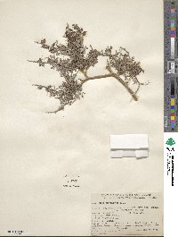 Psorothamnus arborescens var. californicus image