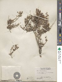 Psorothamnus arborescens image