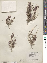 Psorothamnus arborescens var. californicus image