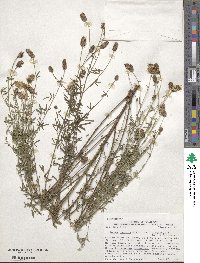 Dalea candida var. oligophylla image