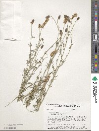 Dalea candida var. oligophylla image