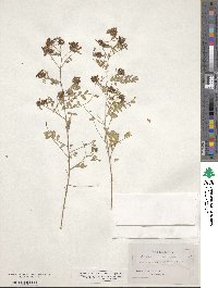 Dalea carthagenensis var. carthagenensis image