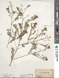 Dalea carthagenensis var. carthagenensis image