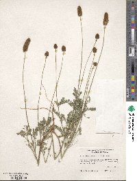 Image of Dalea emarginata