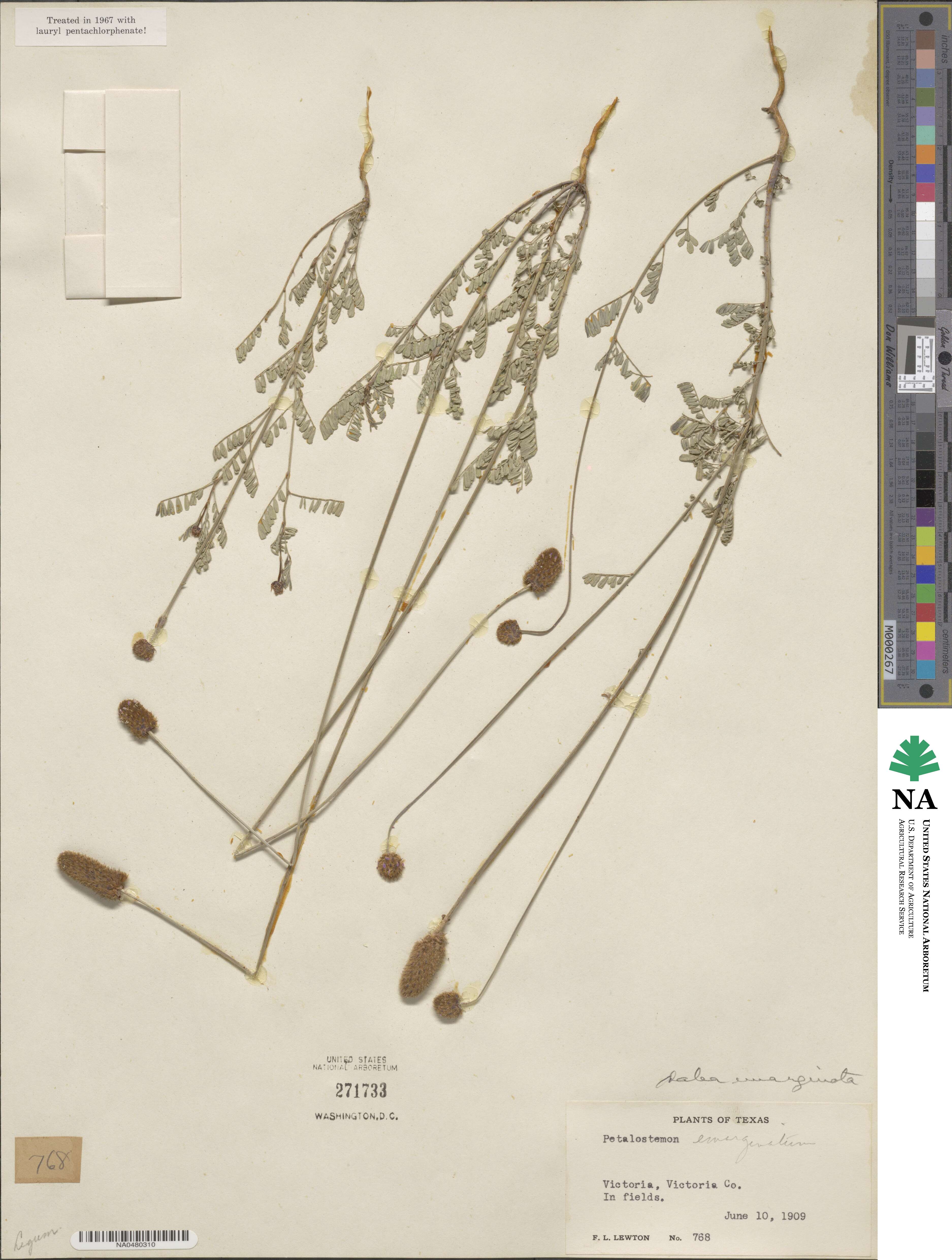 Dalea emarginata image