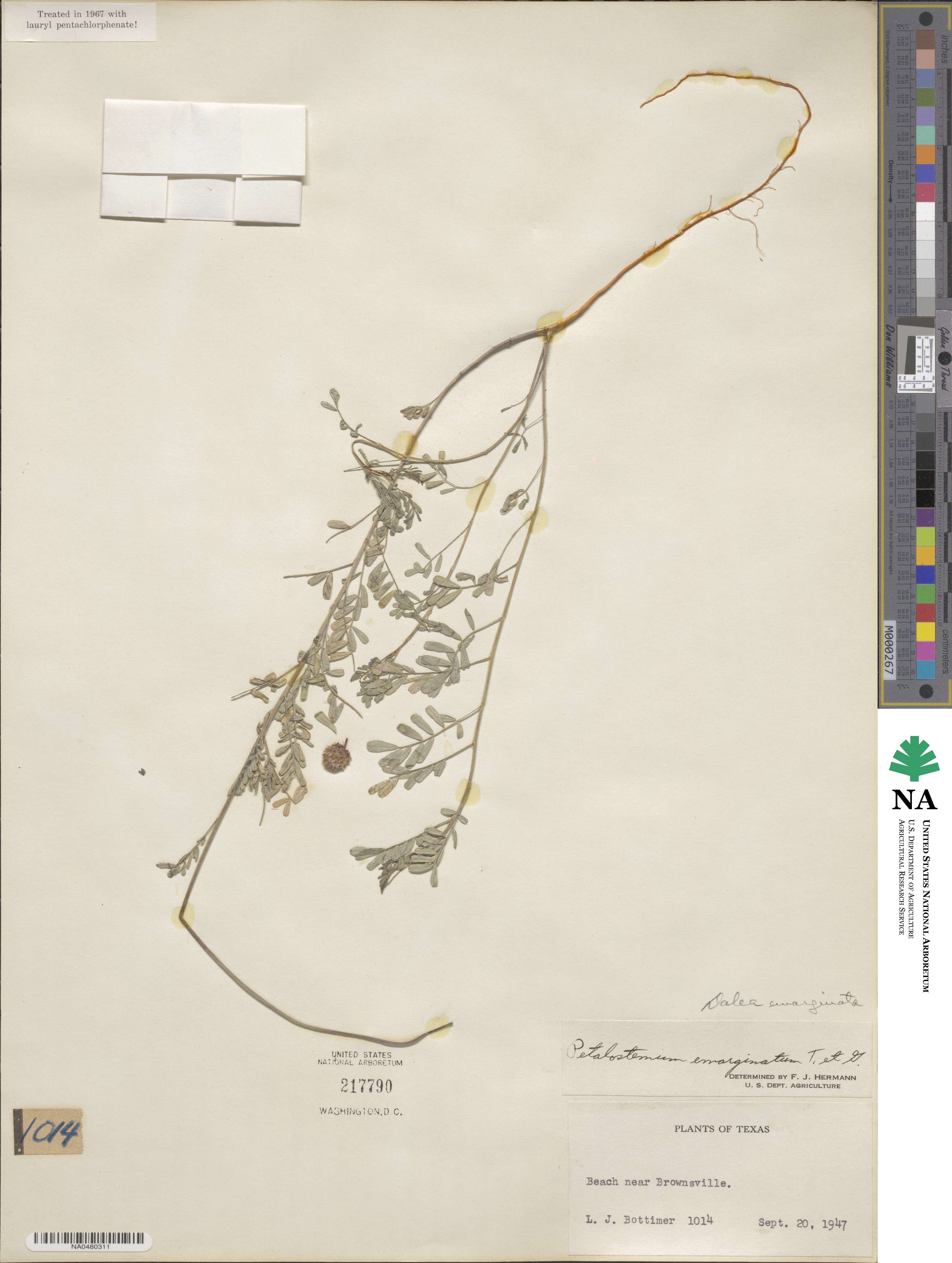 Dalea emarginata image