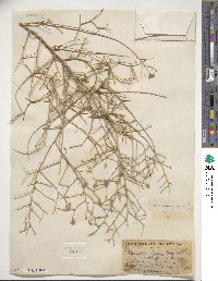 Psorothamnus emoryi image