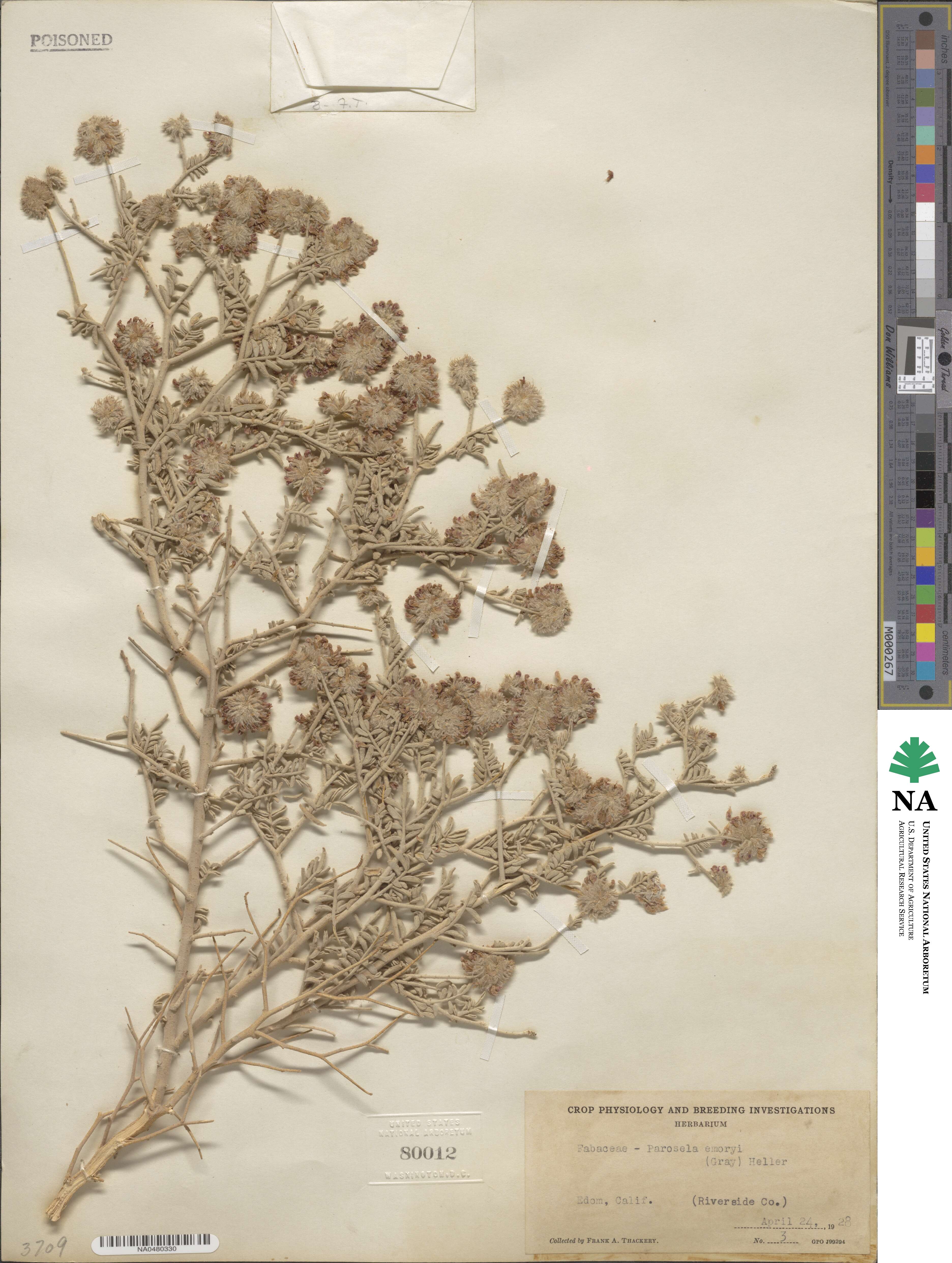 Psorothamnus emoryi image