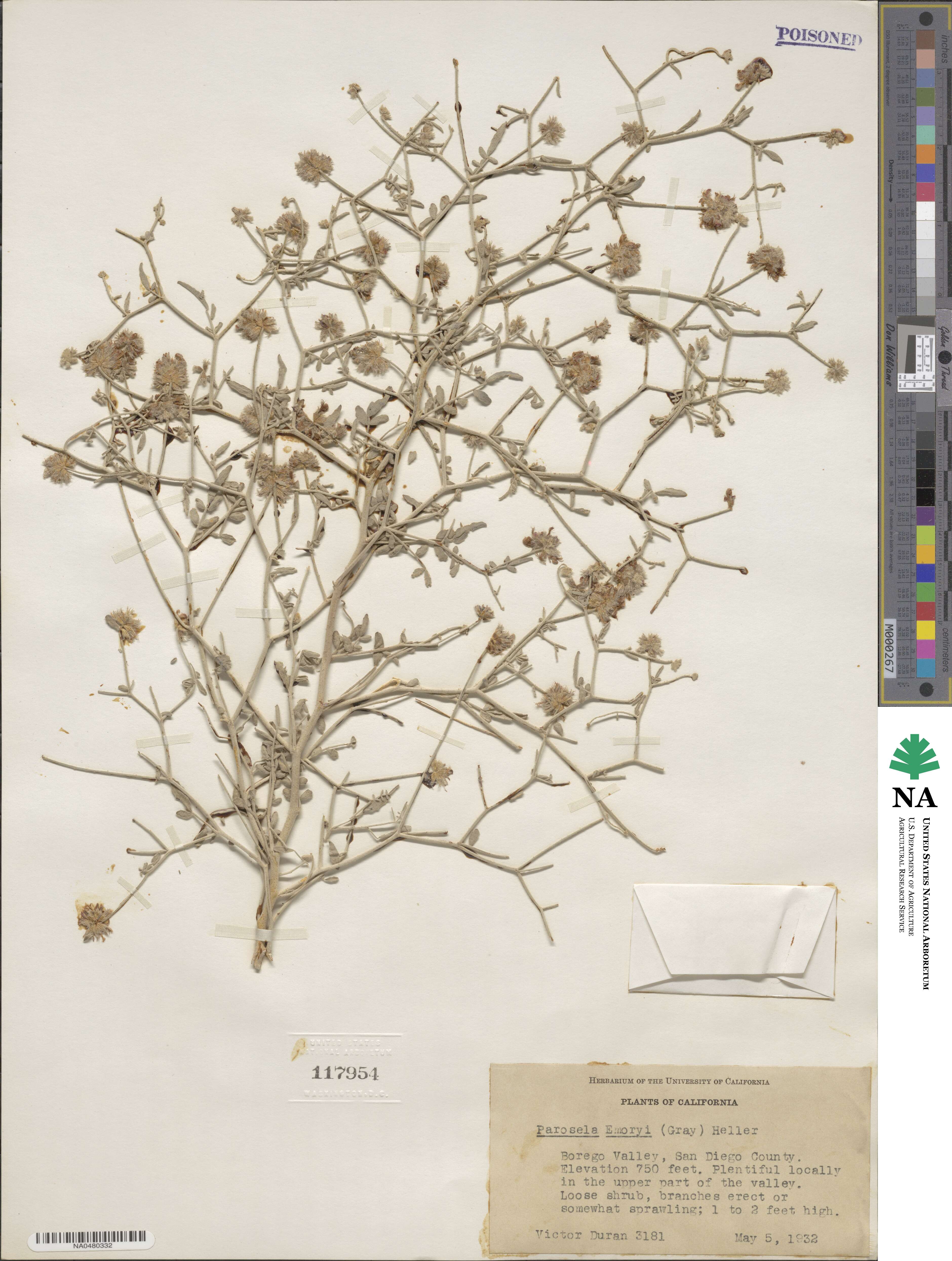 Psorothamnus emoryi image