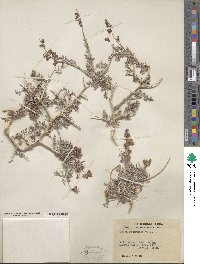 Psorothamnus fremontii image