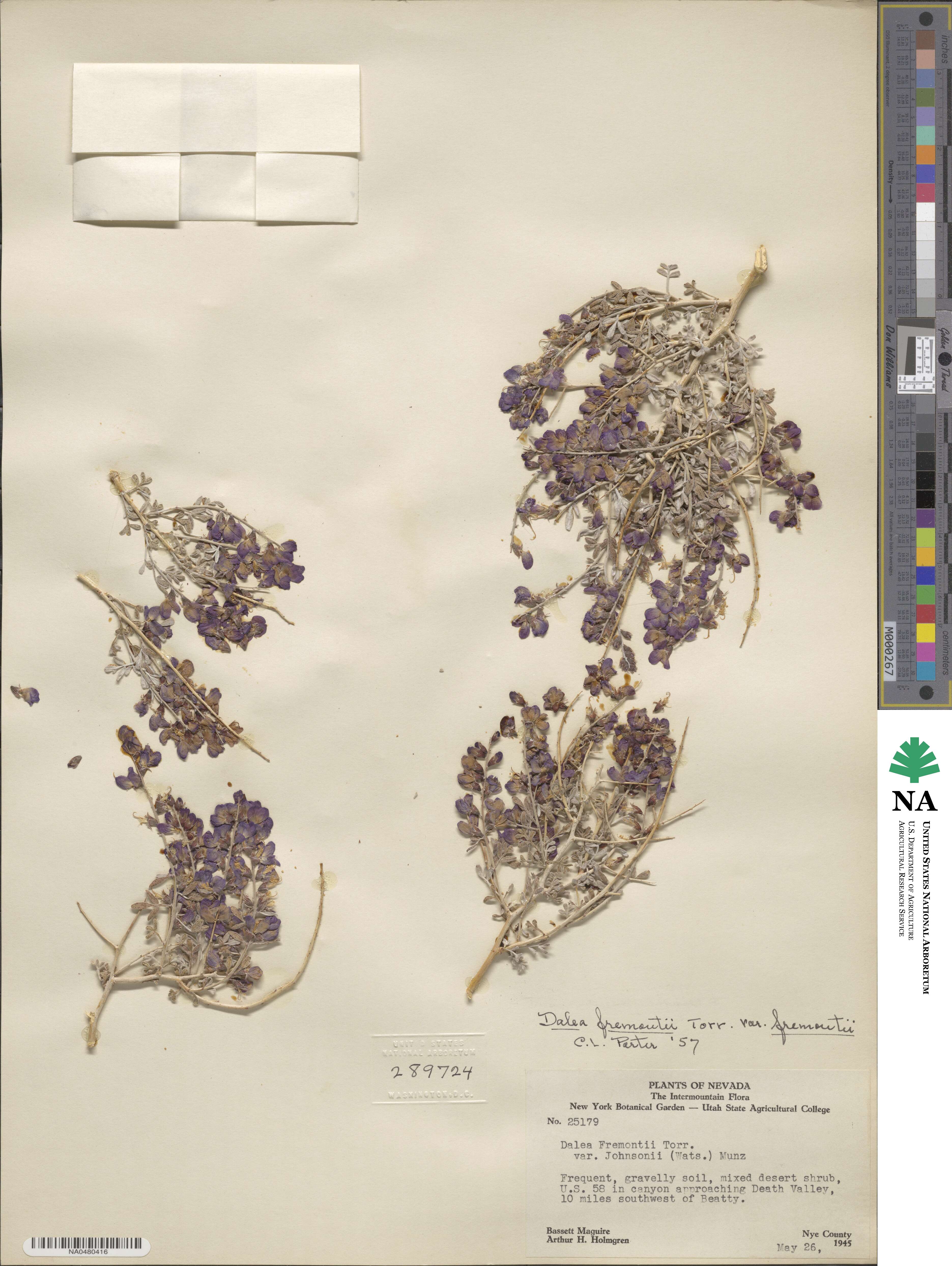 Psorothamnus fremontii image