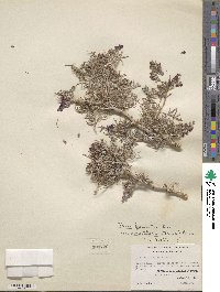 Psorothamnus arborescens image