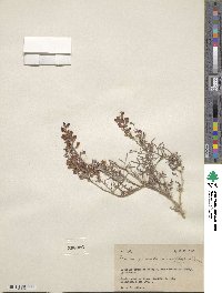 Psorothamnus arborescens image