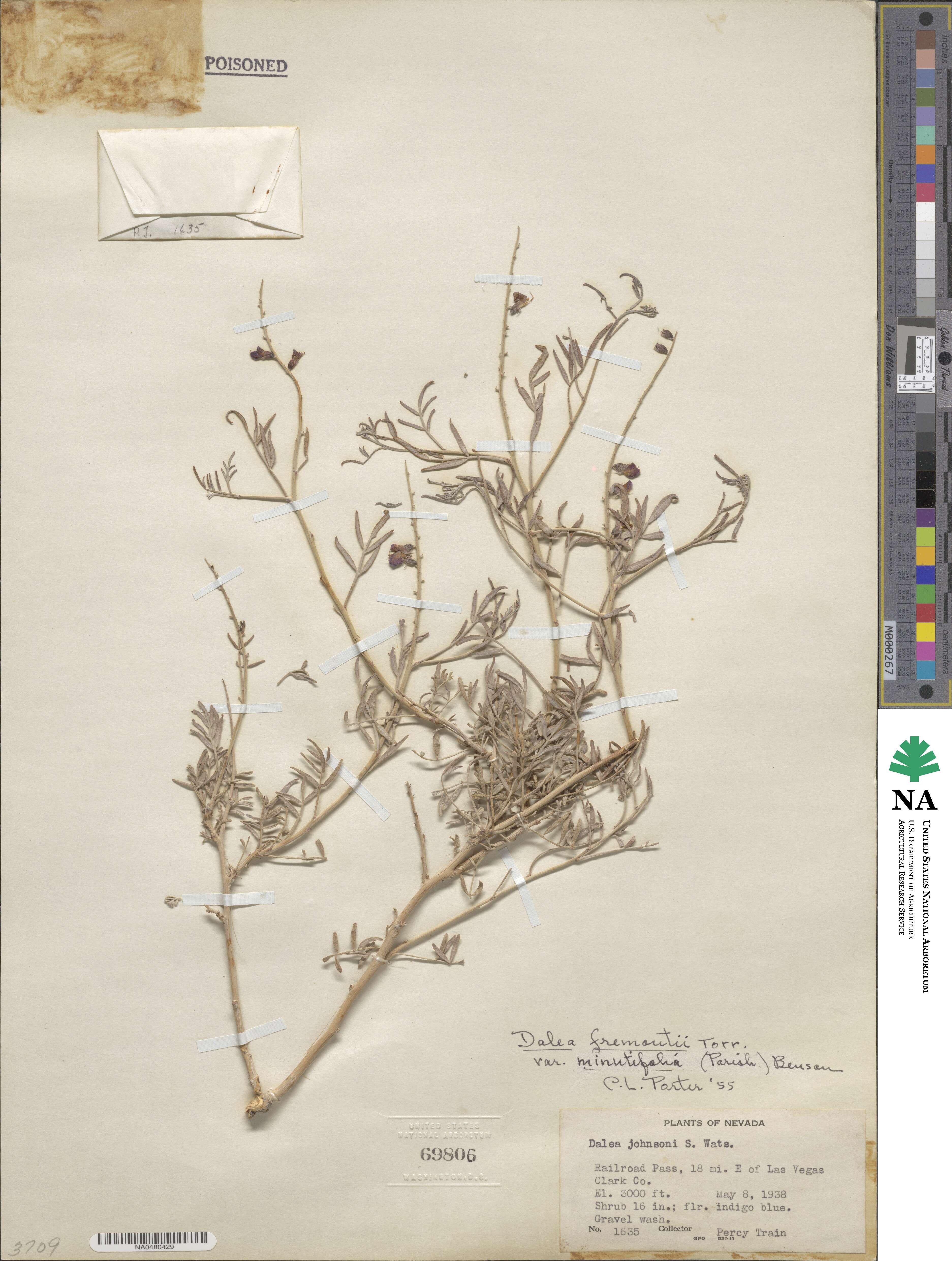 Psorothamnus arborescens image