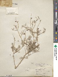 Psorothamnus arborescens image