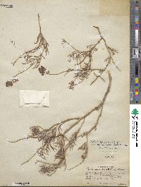 Psorothamnus arborescens image