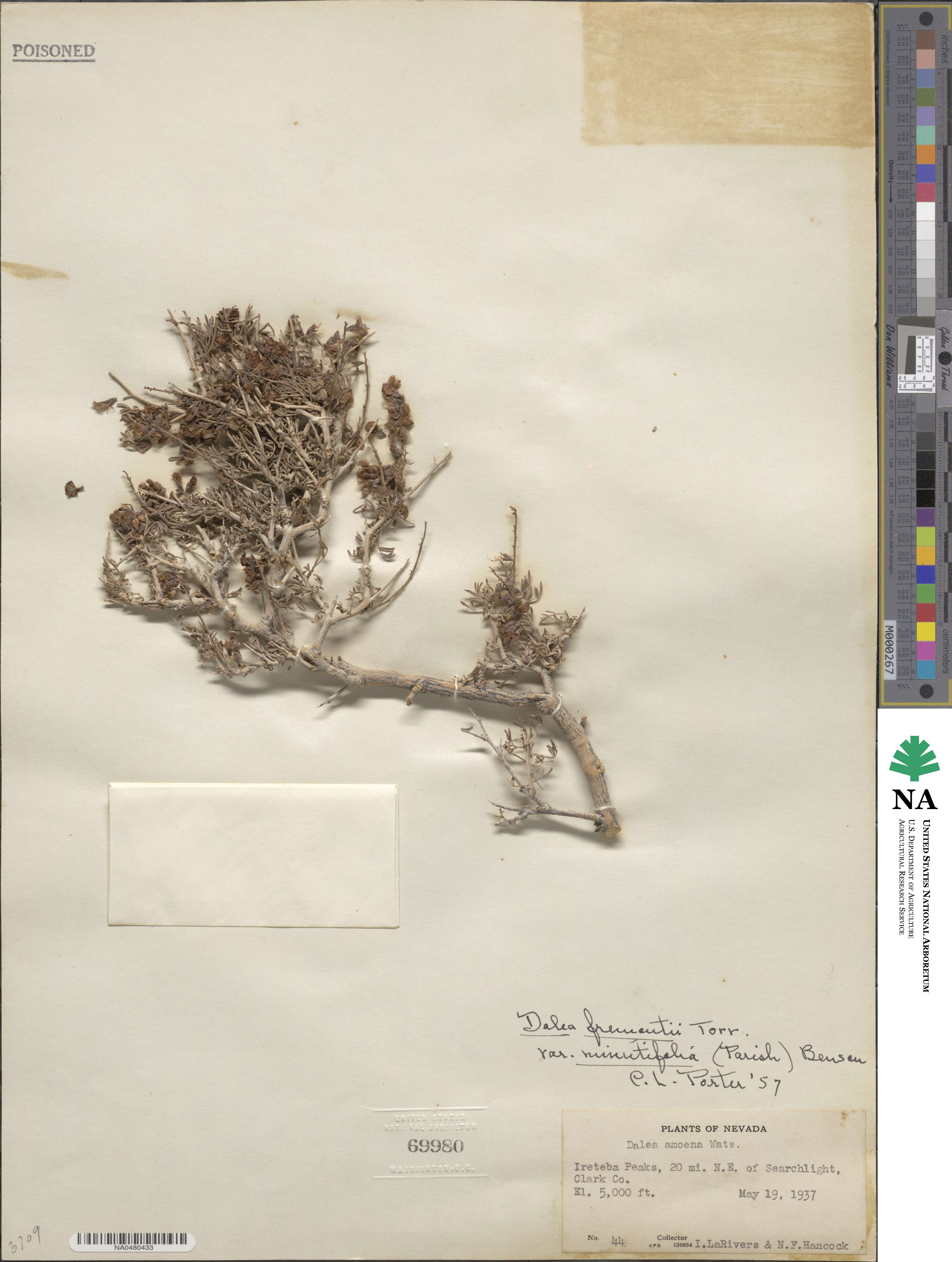 Psorothamnus arborescens var. minutifolius image