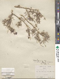 Psorothamnus arborescens var. minutifolius image