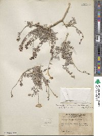 Psorothamnus arborescens image