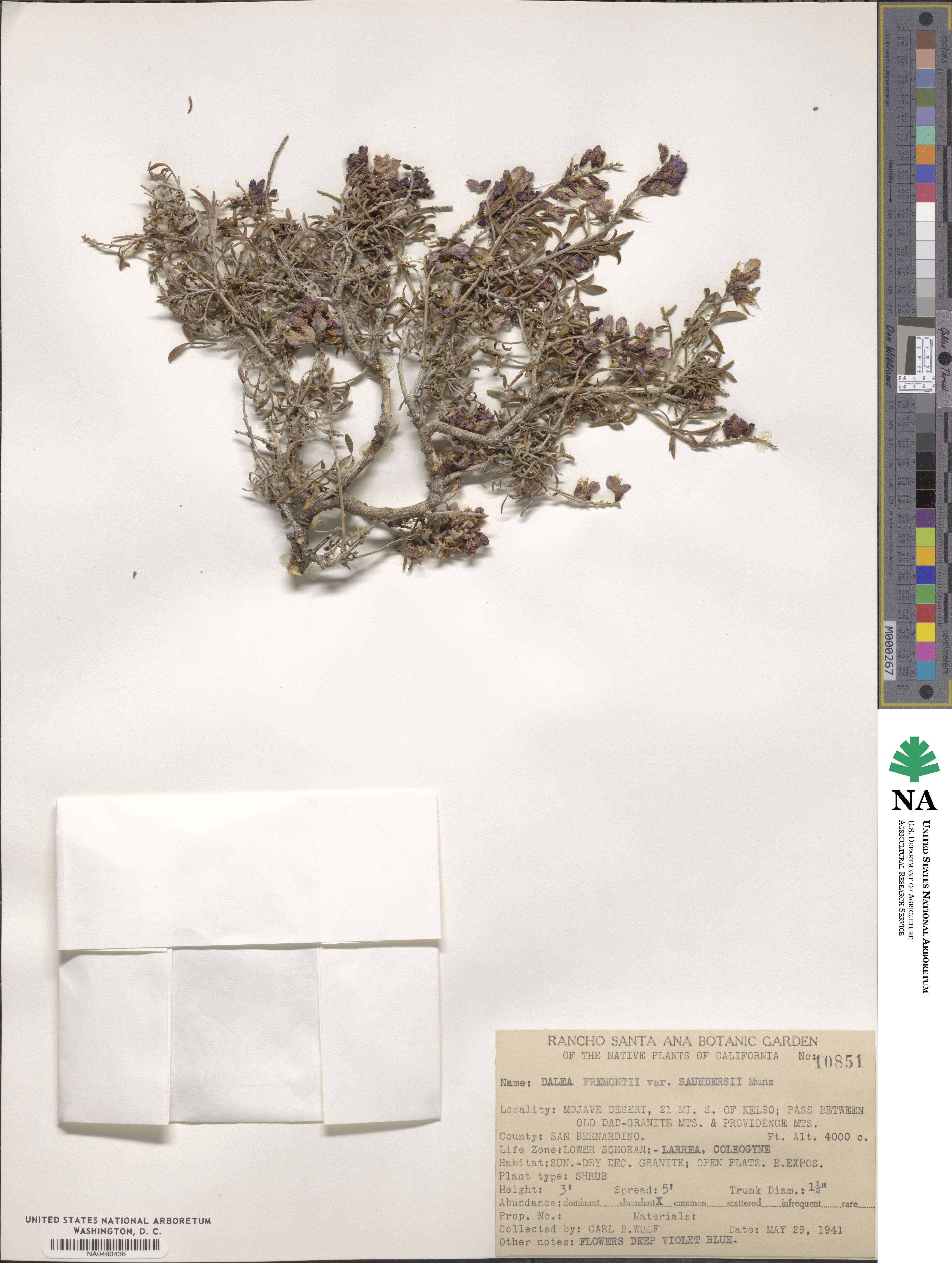 Psorothamnus arborescens image