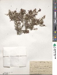 Psorothamnus arborescens image