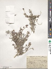 Psorothamnus arborescens image