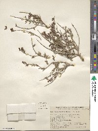 Psorothamnus arborescens image