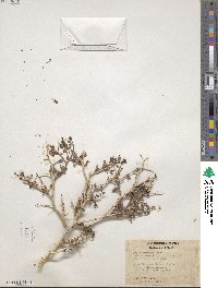 Psorothamnus arborescens var. arborescens image