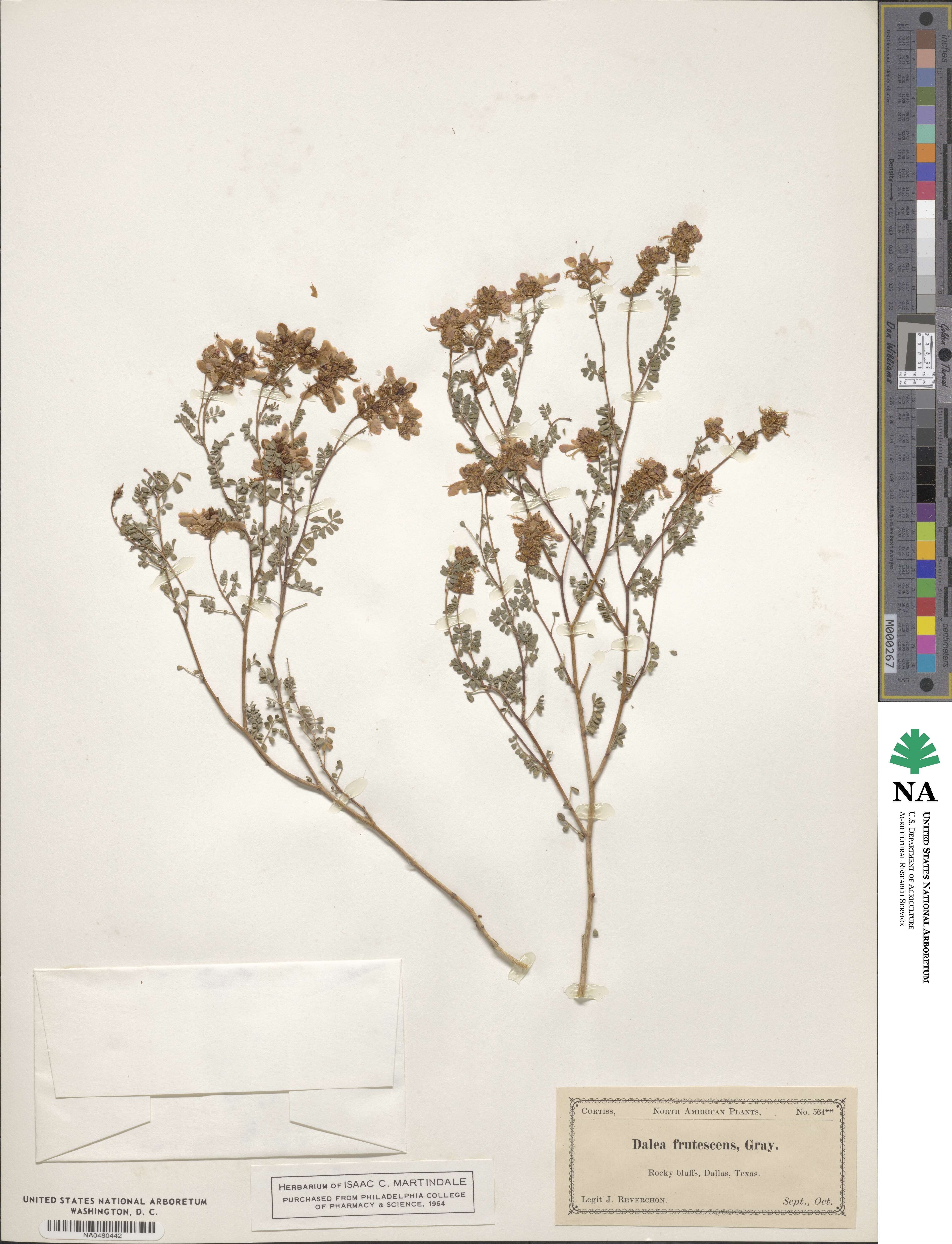 Dalea frutescens image